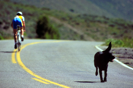 A dog wonders out on the time trial course at the 1999 race.